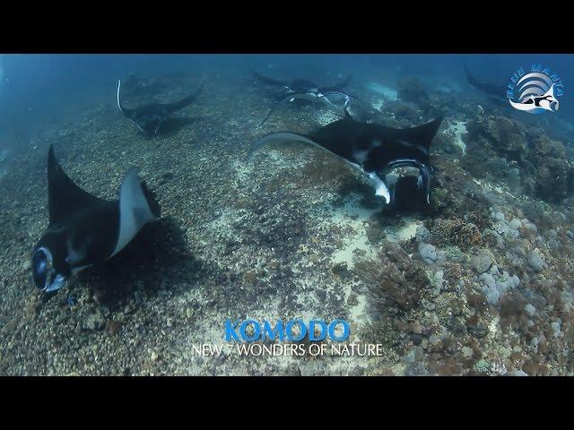 Blue Manta Liveaboard Komodo 2016