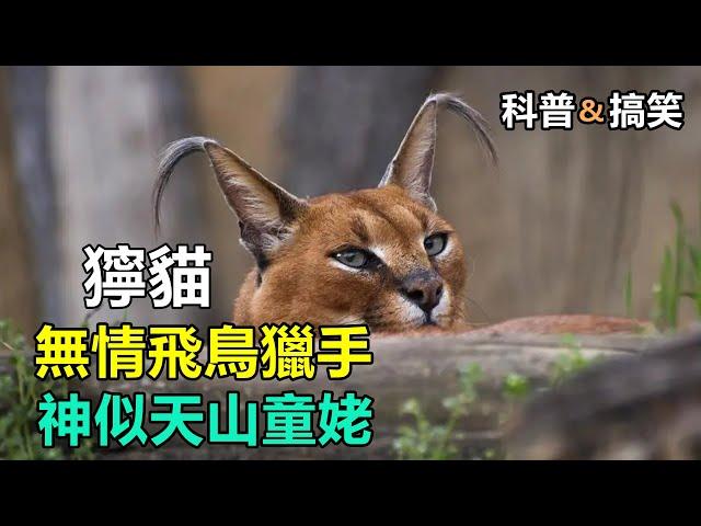 【动物科普 | 搞笑】狞猫对决捧哏鸡！#动物世界解说 #动物世界精彩解说  #狞猫 #动物的迷惑行为