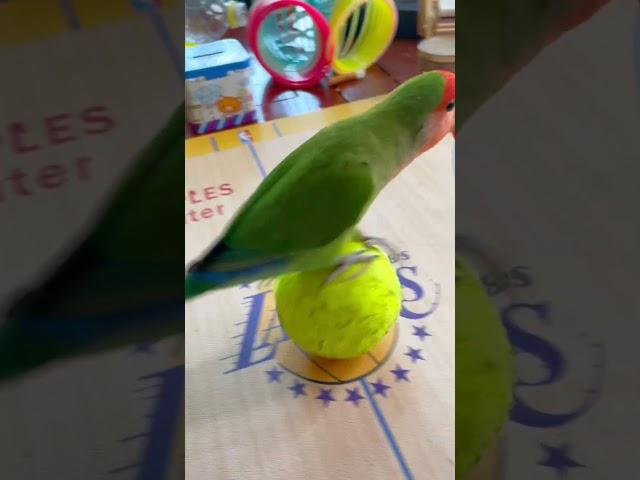 Bird Training : Smart lovebird Parrot | Smart Little Cute Parrot #training #smartparrot #cute