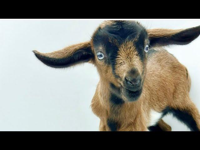 Little baby goats are getting hoppy.