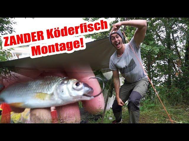 Kein Zander nimmt deinen Köder? Die richtige Montage zum Zander Angeln mit dem Köderfisch am See!