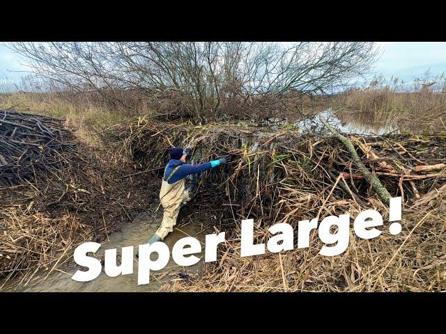 Best Beaver Dam Removal Of 2024?