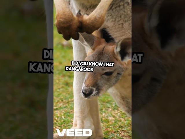 Mind Blowing Kangaroo Facts! Like & Subscribe!