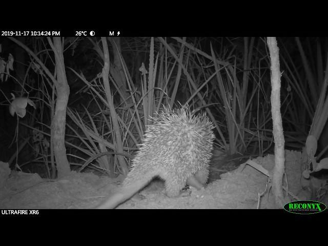 Cute Brazilian porcupine carefully approaches giant armadillo burrow