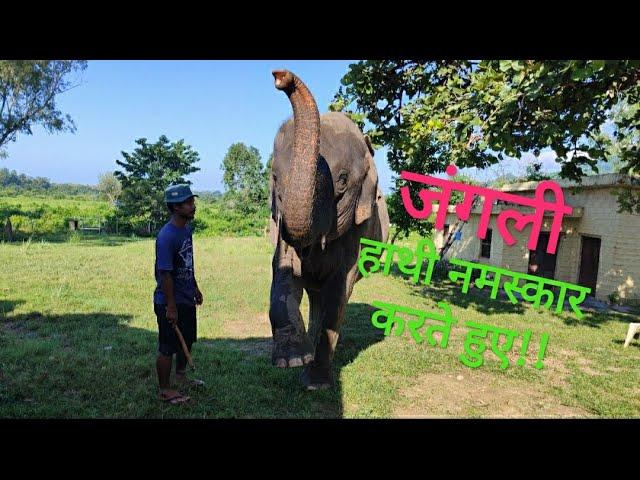 हाथी नमस्कार कैसे करता है #Jhirna Zone #Jim Corbett National Park