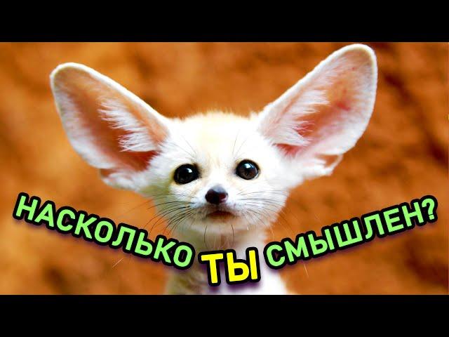 УМОПОМРАЧИТЕЛЬНЫЙ ТЕСТ НА ЭРУДИЦИЮ. Проверь свои ЗНАНИЯ. Империя Тестов