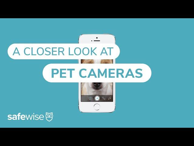 We Compared Some of the Best Pet Cameras | SafeWise