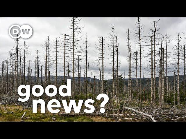 Why Europe and America’s dying forests could be good news