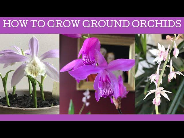 How to grow Chinese ground orchids: Bletilla striata, Pleione formosana & Calanthe aristulifera