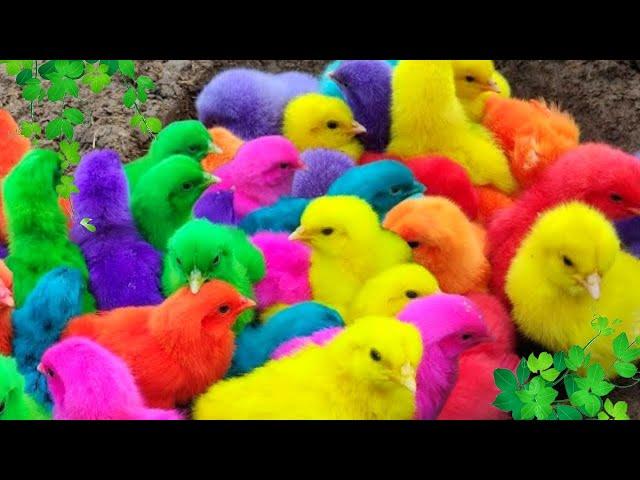 Ayam Lucu, ayam warna warni, ayam rainbow, kelinci lucu, bebek lucu, ikan koi, Hewan Lucu