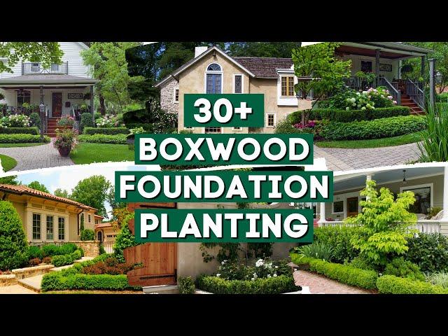 30+ Ideas Boxwood as Foundation Planting 