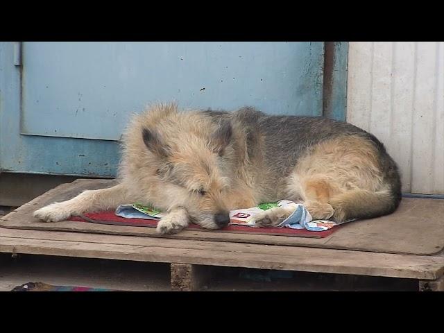 Приют Доброе сердце