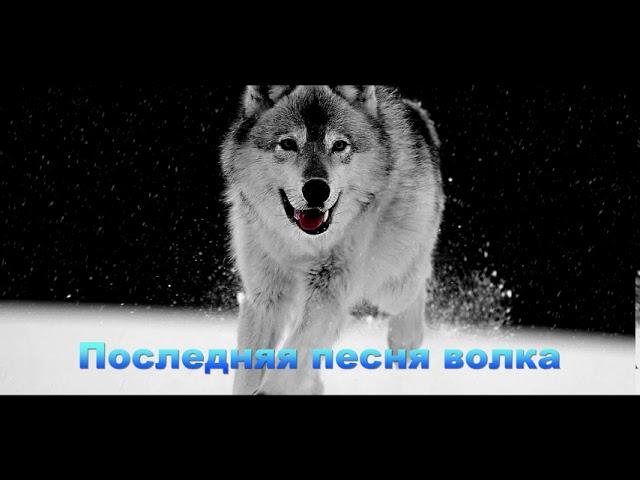 Евгений Колесник - Последняя песня волка(кавер)