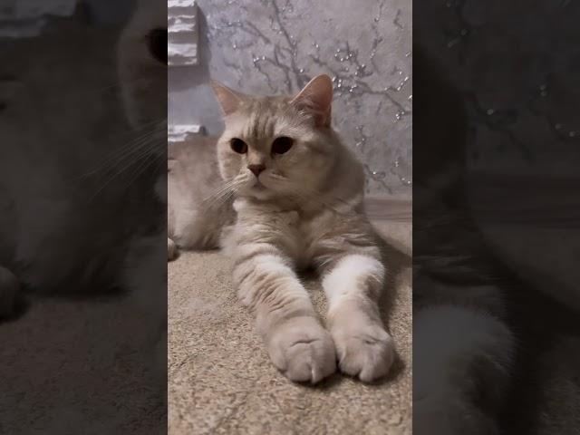 Просто и коротко#котя #красотка #табби #умница #кошечка #котики #юмор #смех #cat #cats #кот