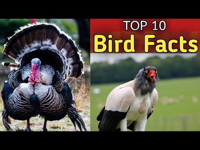 TOP 10 Amazing bird facts ! unbelievable facts about bird species #factsign