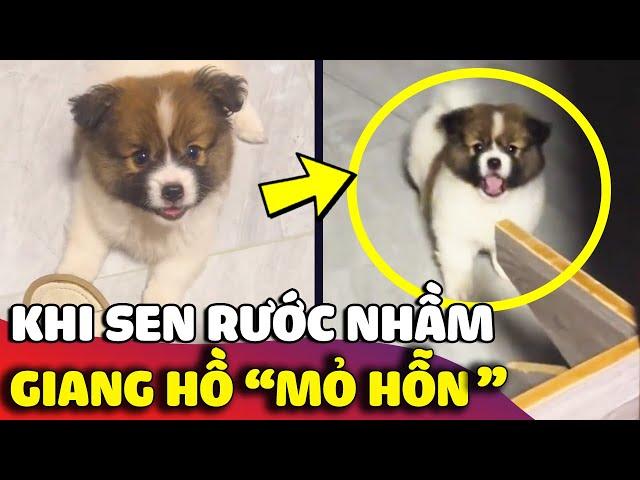 Khoảnh khắc Sen nhận ra mình đã RƯỚC NHẦM một chiếc GIANG HỒ chính hiệu về nhà  | Gâu Đần