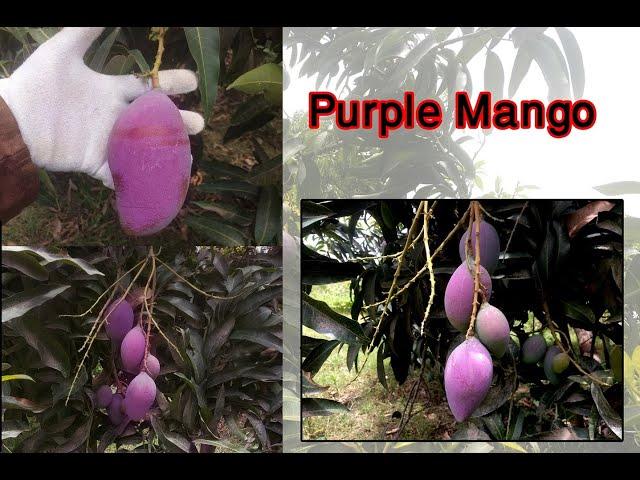 Purple Mango tree l Purple Mango Verity l Pakistani Mango verities