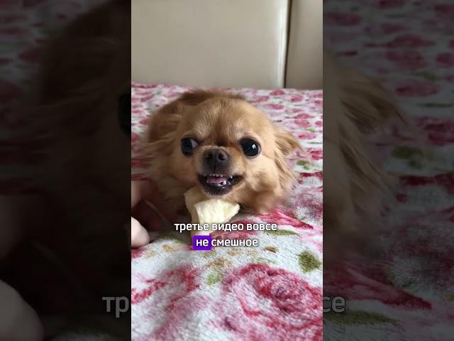 профдеформация кинолога #кинология #собака #зоопсихология