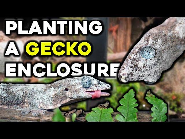 Planting the Halmahera Geckos' Enclosure!