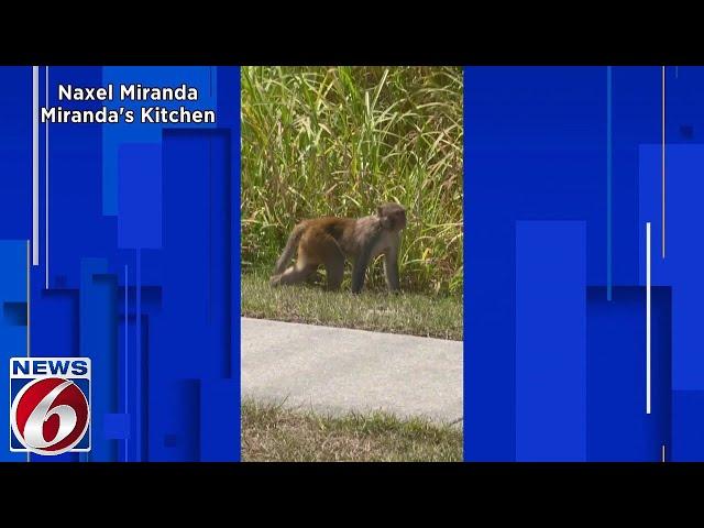 Video shows monkey running near Central Florida school