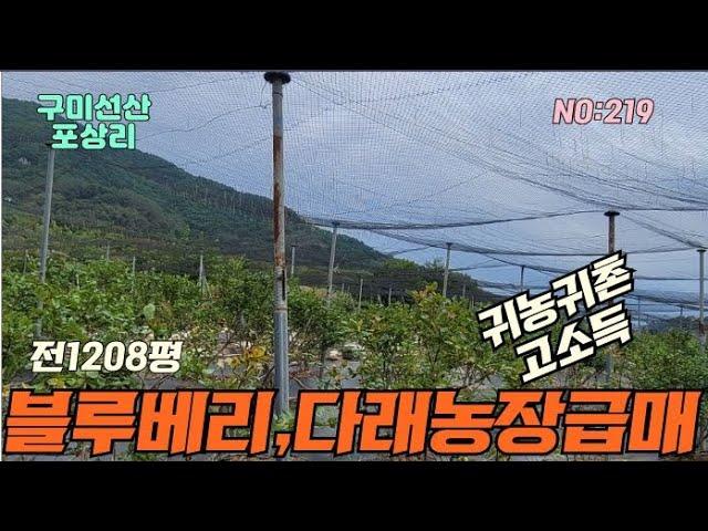 [블루베리농장매매]구미선산읍 블루베리농장 급매매 귀농귀촌환영#구미토지#구미블루베리농장#구미다래농장#블루베리농장#귀농귀촌블루베리#