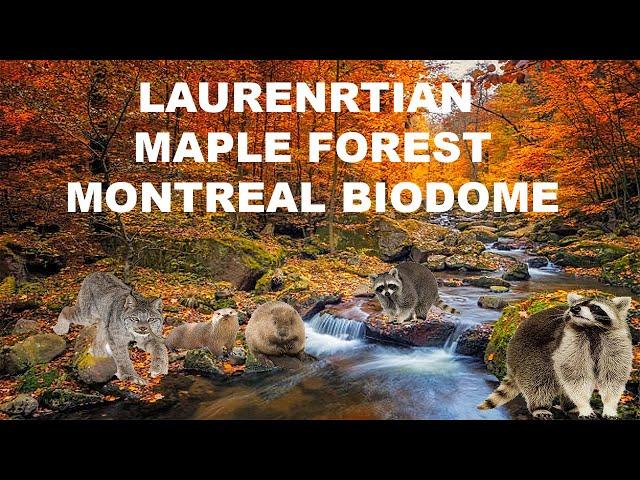 Uncaged Zoo Tours: Laurentian Maple Forest at the Montreal Biodome Ft. Raccoons! #recommended