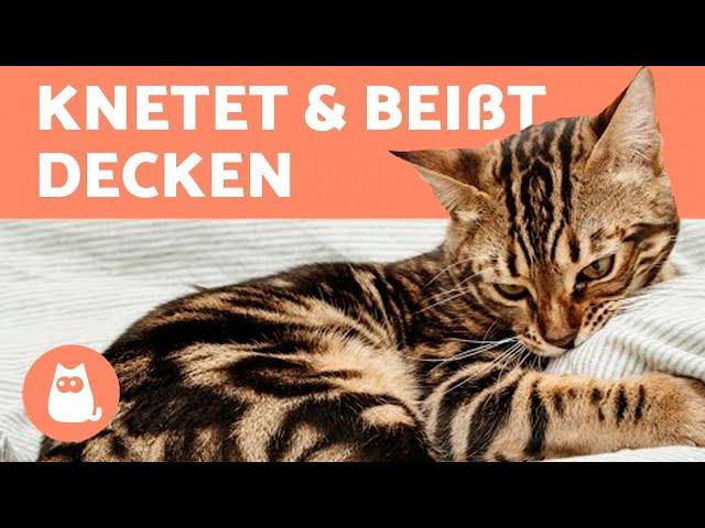 Meine Katze KNETET und BEIßT Decken  (Warum und was zu tun ist)