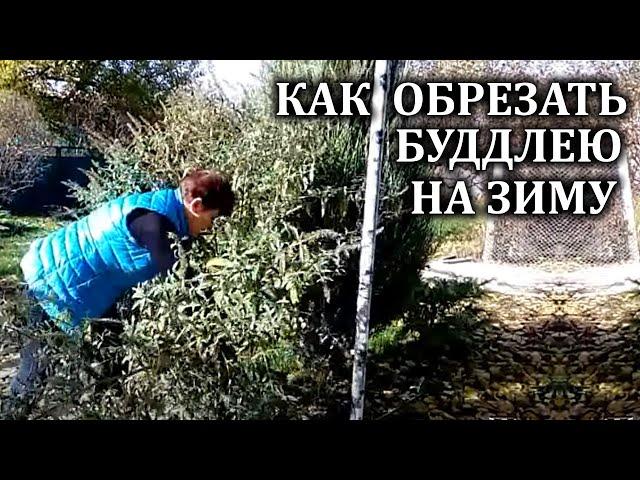 Будлея уход осенью.  Как обрезать будлею  на зиму