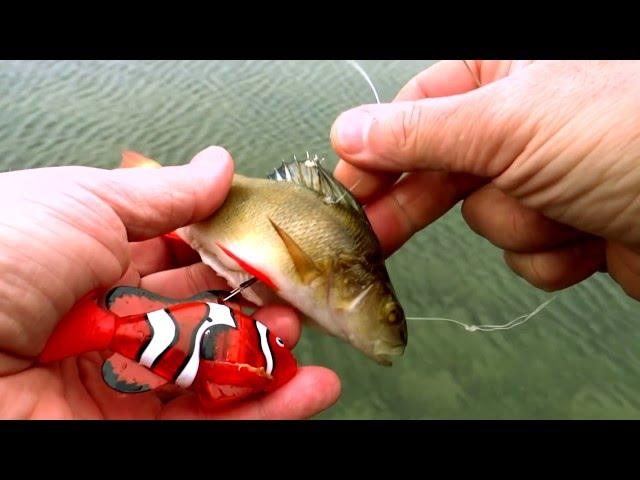 Underwater experiment: Fish eat baby Nemo. Pike attack fishing dead-bait with robot-toy inside.