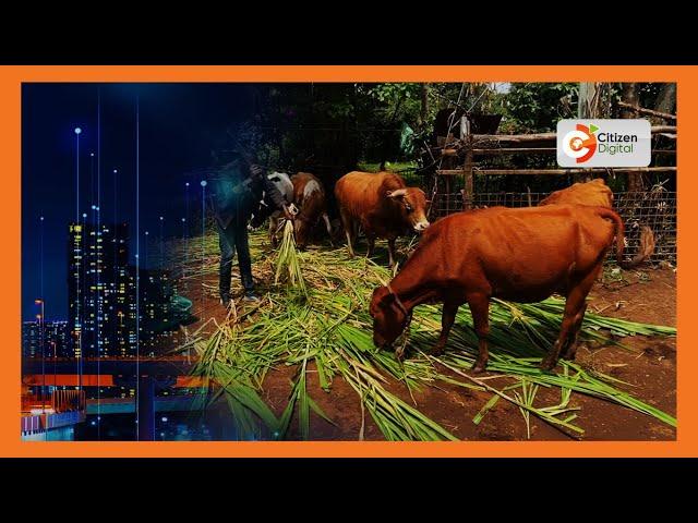 | SMART FARM | Farmers adding value to napier grass variety in Nakuru