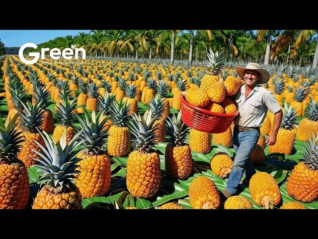 Pineapple Farming - Pineapple Harvesting & Pineapple Drinks Making   | Agriculture Technology