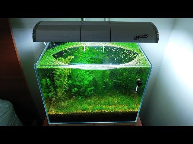 6 Months Update – (Population Explosion) NO filter, NO CO2, NO Ferts 5 Gallon Nano Tank