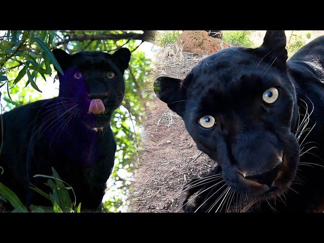 How Kevin Richardson Walks with BLACK LEOPARDS | The Lion Whisperer