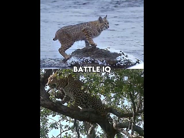 Bobcat vs African Leopard