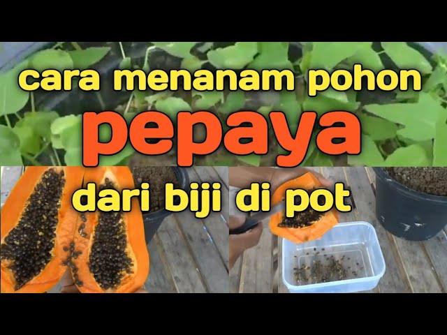 cara menanam pohon pepaya dari biji yang baik dan benar @UjmPwdFarm