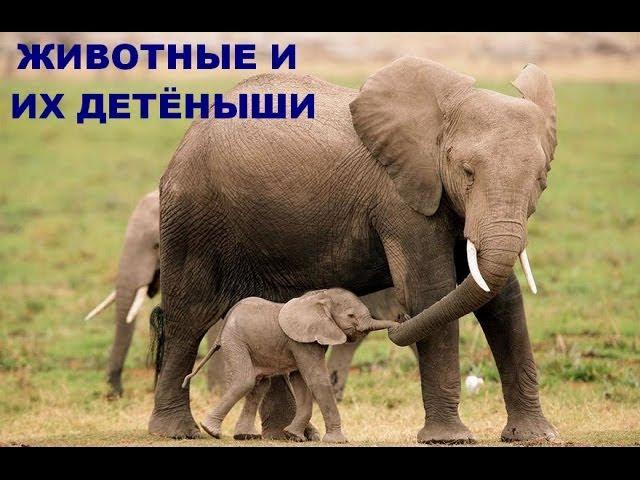 Развивающее видео для детей от года. Дикие животные и их детеныши (Звуки). Умный Ребенок