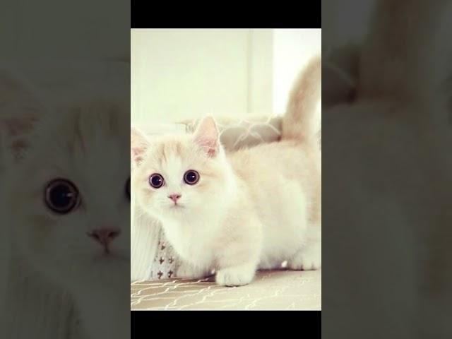 #edit #sweet #cats #capcut #animals #cat #sweetvideo