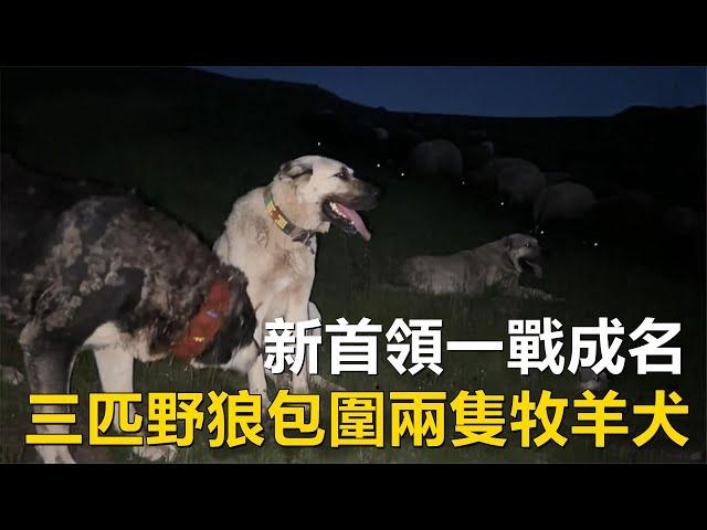 被野狼誘到遠山，三匹野狼包圍兩隻牧羊犬，牧羊犬新首領一戰成名#動物世界 #野狼#牧羊犬#羊群#Animal World #Wild Wolf #Sheepdog #Sheep