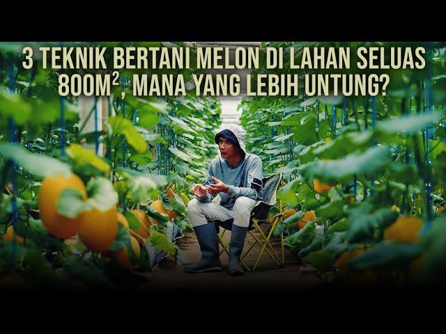 Mantan Sopir Sukses Bertani Melon di Lahan 800m²! Panen 4 Kali/tahun, Panen ke-2 Sudah BEP