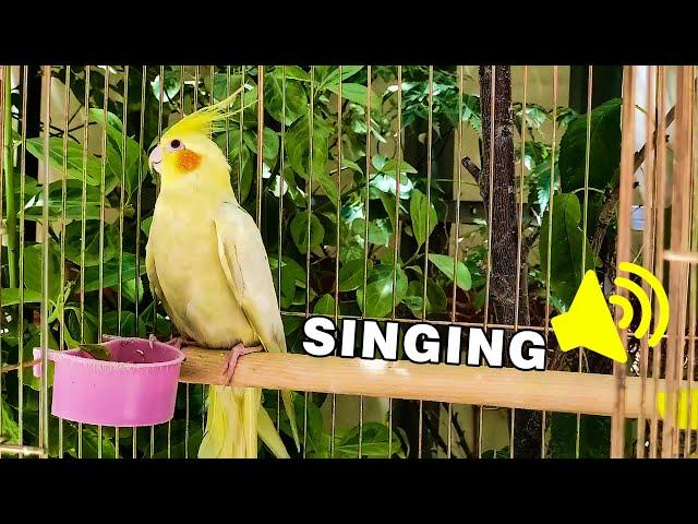 Mati cockatiel bird singing in nature 