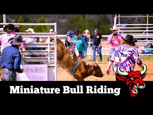 World Champion Mini Bull Riding || Miniature Bull Riding Broken Arrow Round Up Club