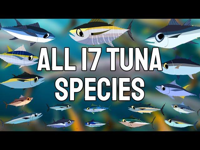 All 17 Tuna Species -  A Comprehensive Coverage
