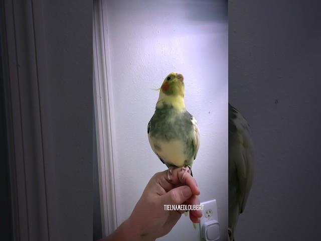 Cockatiel Sings Dippidippdioos After Nap | Tiel Named Loubert