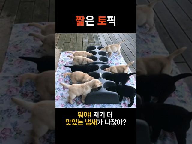 남의 밥을 탐내는 아기 인절미 #강아지 #리트리버 #인절미