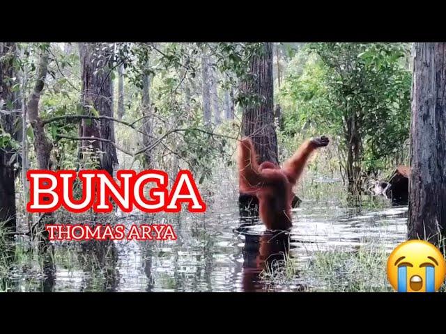 BUNGA ( teks lirik )By THOMAS ARYA