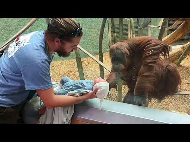 The Orangutan wanted to see the baby ️ Funniest Monkey Videos