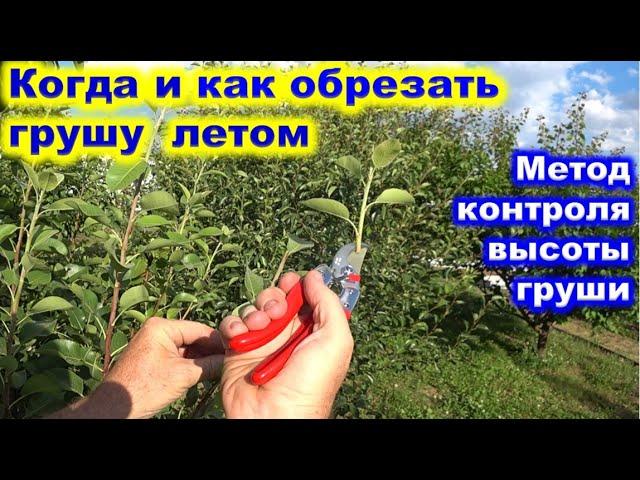 КОГДА и КАК летом ОБРЕЗАТЬ ГРУШУ. Как удерживать грушу одной высоты.