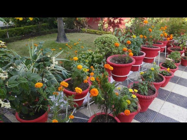 November month garden overview/Garden update