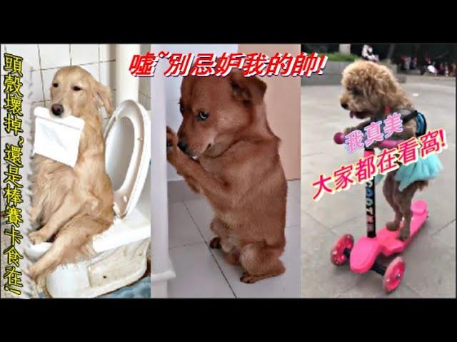 [2020動物最好笑]#3 超爆笑 超療癒的動物搞笑視頻合集 #3 笑翻全場|~! |funny video/funny animals/cat/dog/pet/