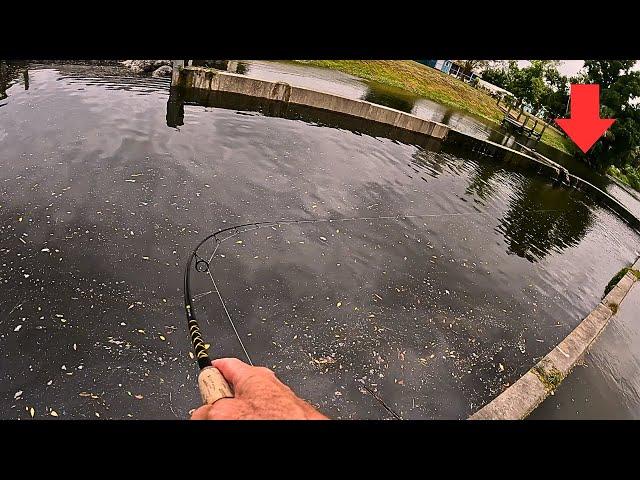 SNOOK Love Spillways | Multi-Species Brackish Water Fishing